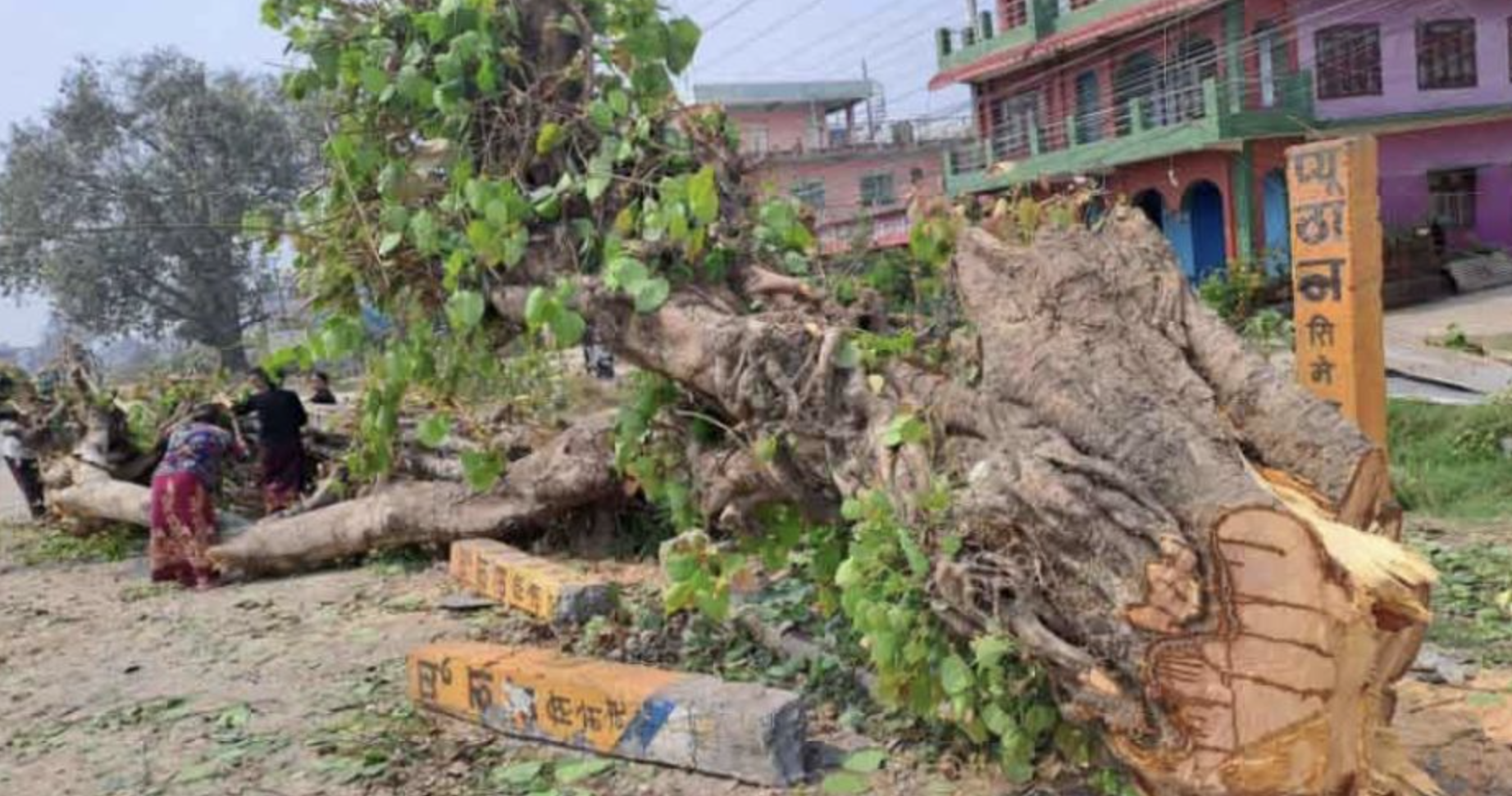 Cabinet eases tree-felling approvals for major infrastructure work